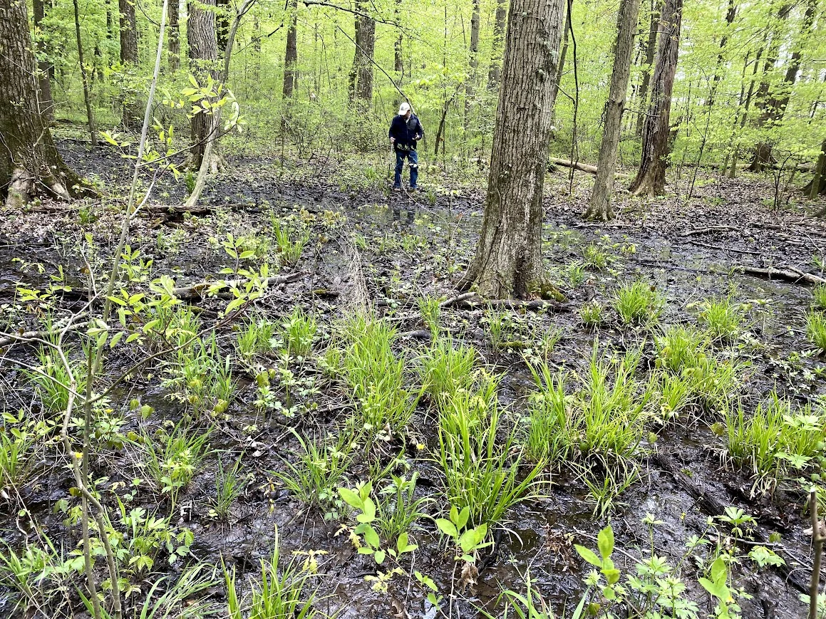 Vernal Pool in Spring
